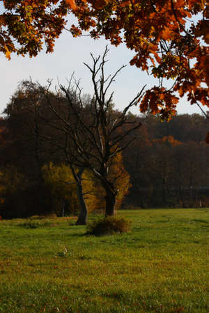 beautiful landscape with old trees in fallの写真素材