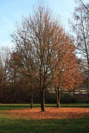 beautiful landscape with old trees in fallの写真素材