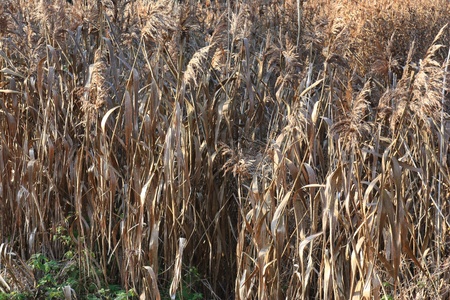 reed near to a little lake in fallの写真素材