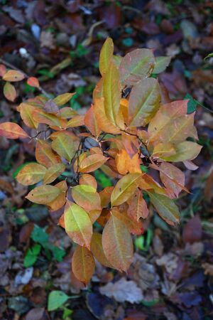 a colourful flower in the middle of the forestの写真素材