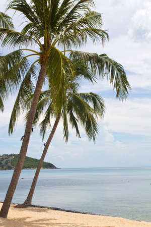 Beautiful beach with palms in Koh Samui, Thailand