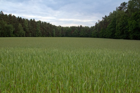 cornfield next to a forest in summerの写真素材