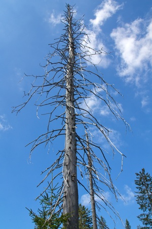 a dead tree in the bavarian forest, beautiful blue sky behind