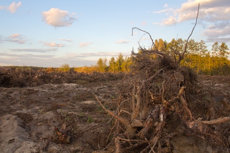 Deforestation in Bavariaの写真素材