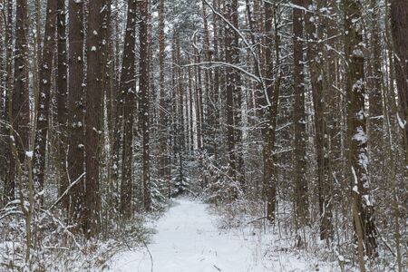 snow in the forest on a cold day in bavaria