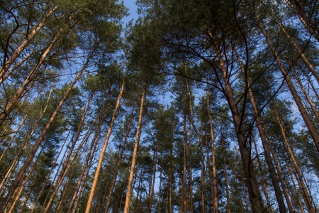 high trees with blue sky behindの写真素材