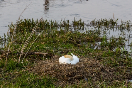 a breeding cygnus sitting on a little islandの写真素材