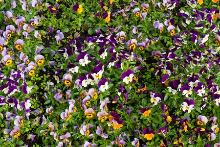 colorfull flowers in the garden, a sunny day in springの写真素材