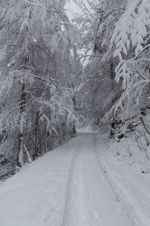 nice winter landscape in austriaの写真素材