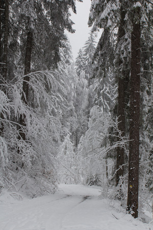 nice winter landscape in austriaの写真素材