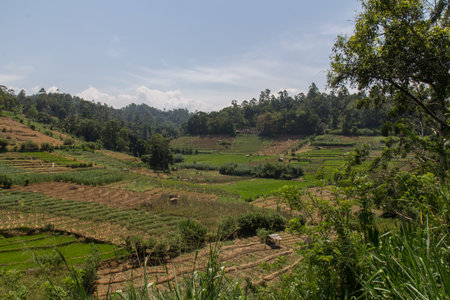 agriculture in the mountains of sri lankaの写真素材