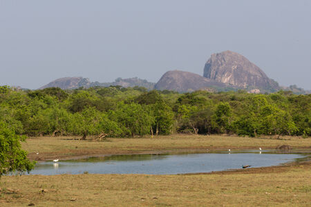 Safari in the Yala Nationalpark in Sri Lankaの写真素材