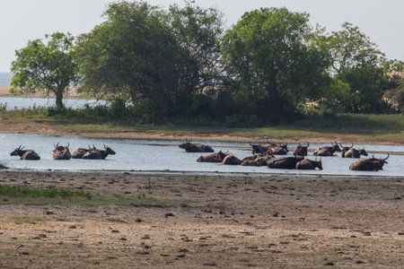 Water Buffalos in the Yala Nationalpark in Sri Lankaの写真素材