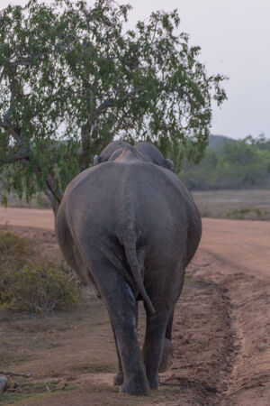 Elephant in the Yala Nationalpark in Sri Lankeの写真素材