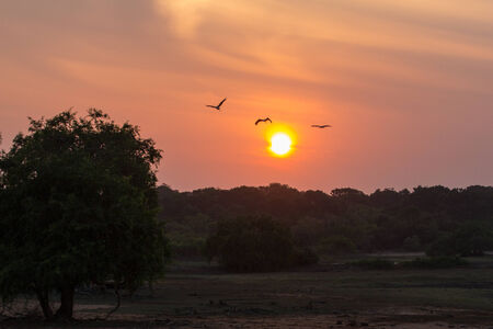 Beautiful sunset in the Yala Nationalpark in Sri Lankaの写真素材