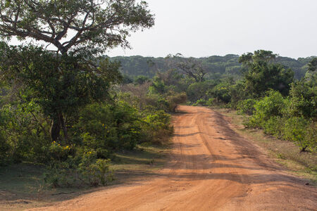 Safari in the Yala Nationalpark in Sri Lankaの写真素材