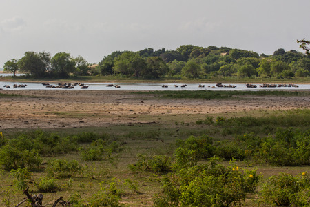 Safari in the Yala Nationalpark in Sri Lankaの写真素材