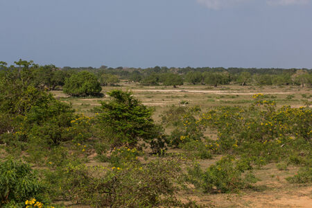 Safari in the Yala Nationalpark in Sri Lankaの写真素材