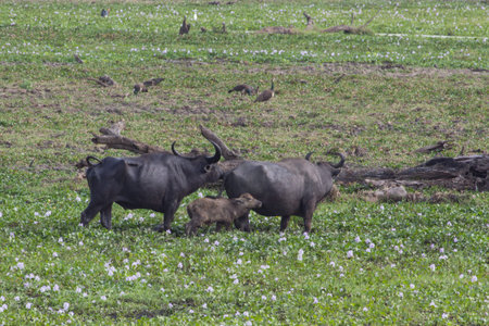 Water Buffalos in the Yala Nationalpark in Sri Lankaの写真素材
