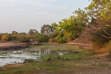 Safari in the Yala Nationalpark in Sri Lankaの写真素材