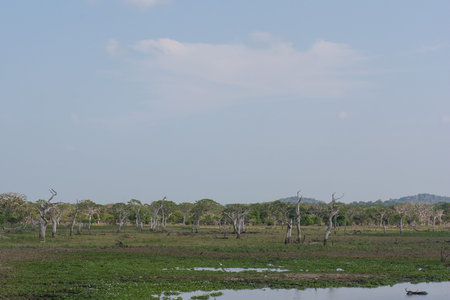 Safari in the Yala Nationalpark in Sri Lankaの写真素材