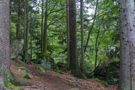 forest in the bavarian forest next to Koetztingの写真素材