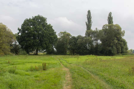 grassland in summer with trees behindの写真素材