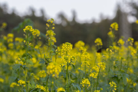 yellow rapeseed oil (canola) on sunny dayの写真素材
