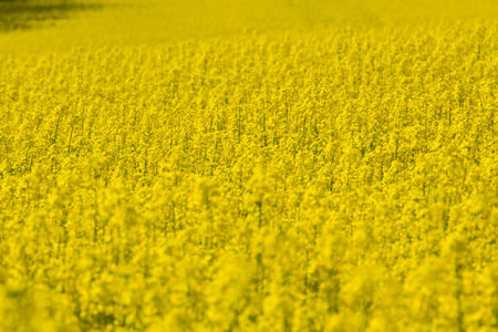 Spring landscape with canola fields on a sunny day, next to Schwandorf in Bavaria