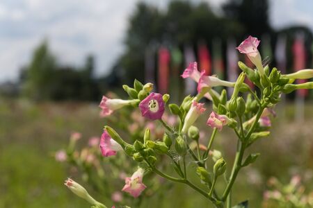 flowers in summer on a sunny day with blue sky behindの写真素材
