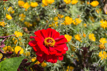 flowers in summer on a sunny day with blue sky behindの写真素材