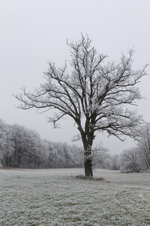 Beautiful winter Landscape next to Schwandorf in Bavariaの写真素材