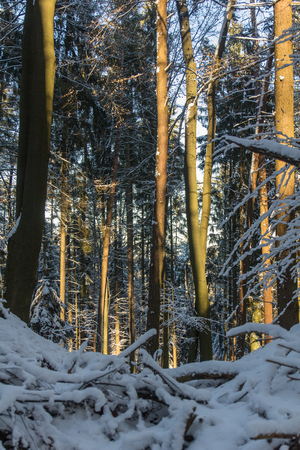Beautiful winter Landscape with trees in a forest next to Schwandorf in Bavariaの写真素材