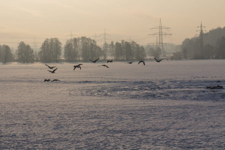 beautiful winter sunset with birds and trees next to Schwandorf in Bavariaの写真素材