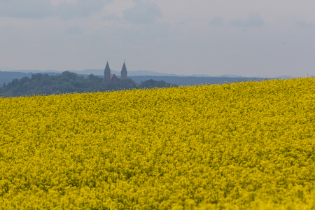 A vig canola field next to Schwandorf in bavaria, in the back the church Kreuzberg Kircheの写真素材