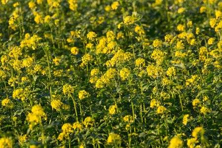 canola field next to schwandorf in bavariaの写真素材