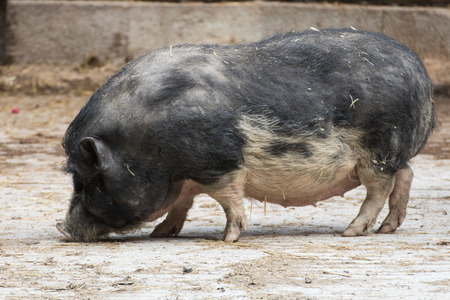 a wild boar in a zoo in bavariaの写真素材