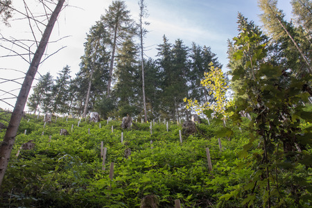 onions in the sun during summerの写真素材
