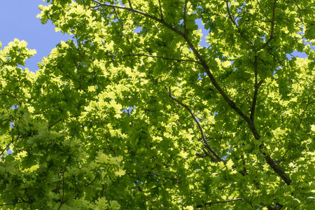 a green tree with blue sky behind