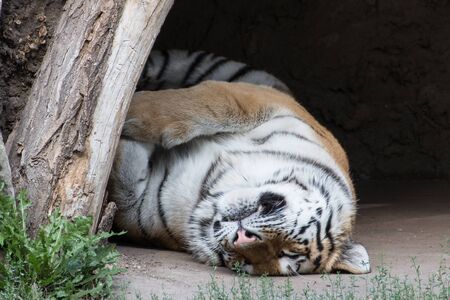 a sleeping tiger in the zoo in Leipzig, Germanyの写真素材