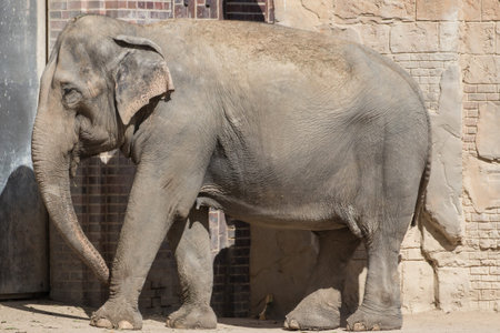 an elephant in the zoo in Leipzig, Germany