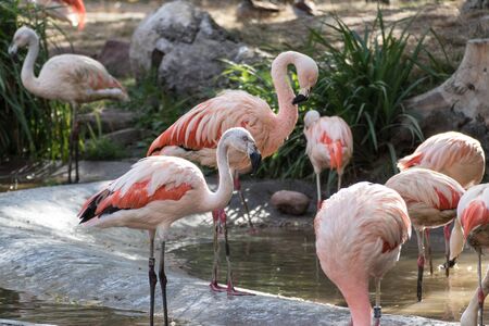 flamingos in the zoo in Leipzig, Germanyの写真素材