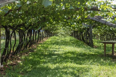 Vineyards around Kaltern in South Tyrol in Italy, Barleiter Wegの写真素材