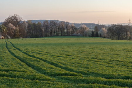 summer landscape in next to schwandorf in bavaria