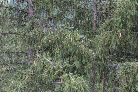 spruce trees in the alps in austriaの写真素材