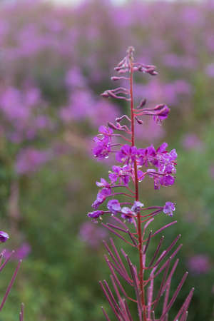 pink flowers in the mountains in austriaの写真素材