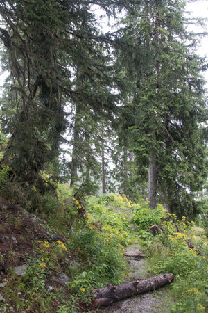 hiking in the mountains around saalbach hinterglemm in austriaの写真素材