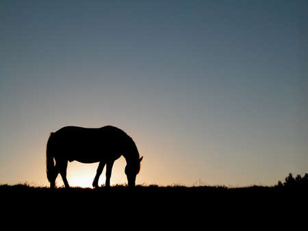 Horse silhouetteの写真素材