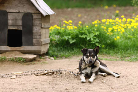 Dog sitting beside kennel in very poor rural environmentの写真素材