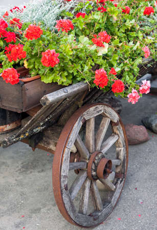 Detail of old wooden cart with geranium flowersの写真素材